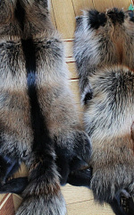 Почему мех сибирских пушных зверей так высоко ценится во всем мире